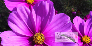 Photo of Purple Flower